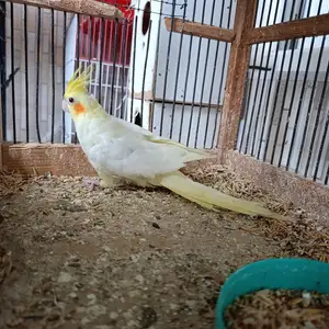 Попугай Корелла, Душанбе