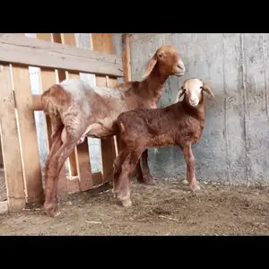 Гусфанди оча бача, Худжанд