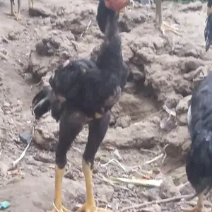 Дакан чуча, Гиссар