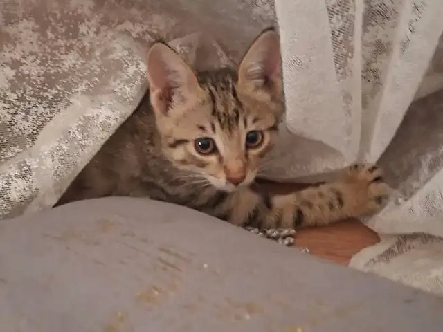 Котёнок, Душанбе