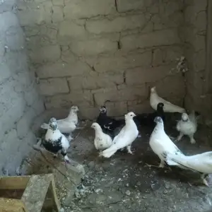 Кафтар, Бохтар (Курган-Тюбе)