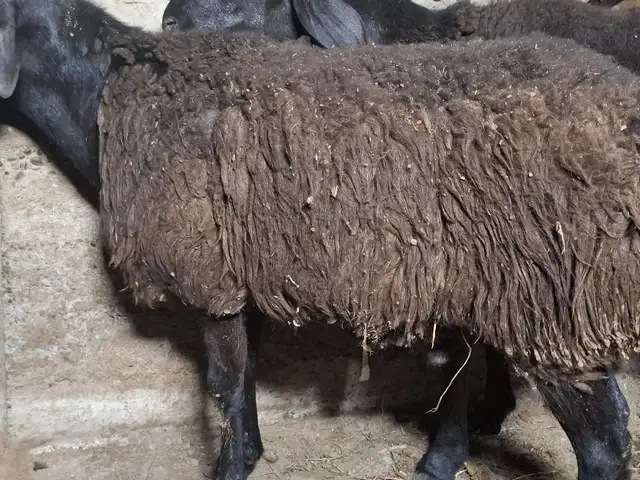 Кучкор, Худжанд