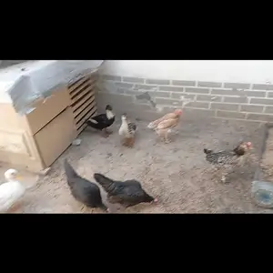 Мург, Душанбе
