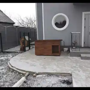 Будка для собак, Душанбе