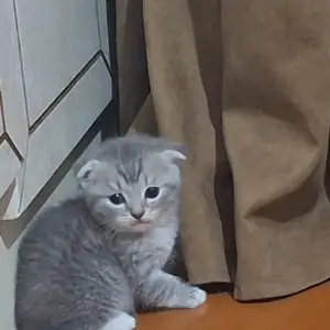 Шотландский вислоухий, Душанбе