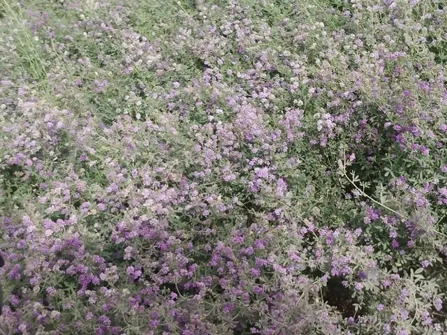Пресси беда, рушка, Абдурахмони Джоми