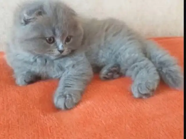 Британские короткошерстные котята, Душанбе