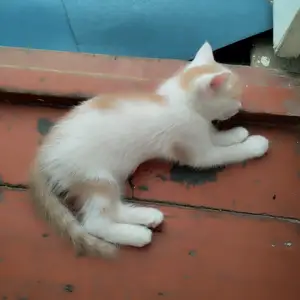 Домашние котята, Худжанд