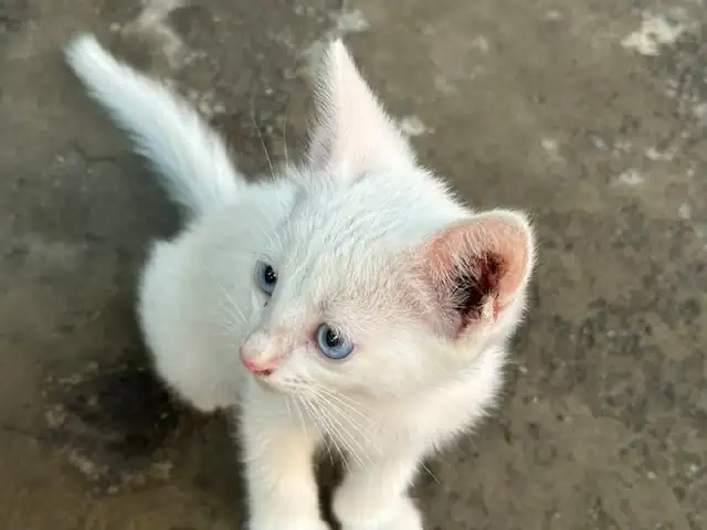 Котята парода ангорка, Худжанд