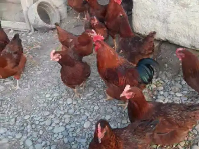 Чучаи Ломан Браун, Хуҷанд