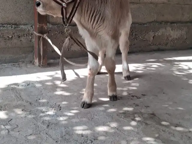 Букача, Вахдат