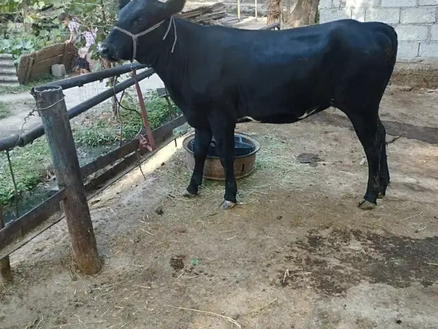 Гусалаи ангуст, Вахдат