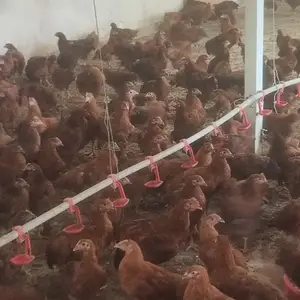 Чучаи ломан браун, Ҳамадонӣ