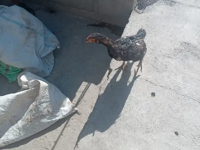Дакан мокиен, Бобоҷон Ғафуров