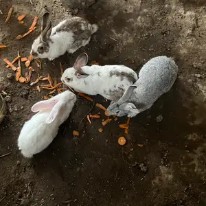 Харгуш, Худжанд