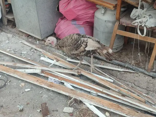 Индюк, Худжанд