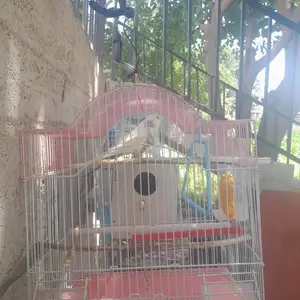 Попугай, Душанбе