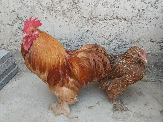 Мурги японча, Хуҷанд