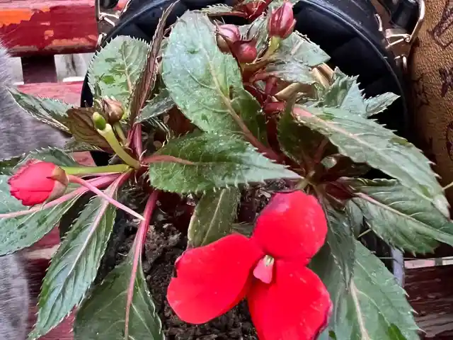 Новый сорт Розмарина, Душанбе