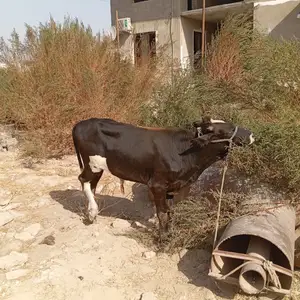 Бука, Душанбе