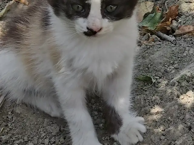 Котята смешанные, Худжанд