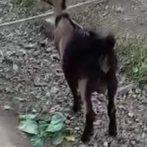 Таккачаи алпин, Худжанд