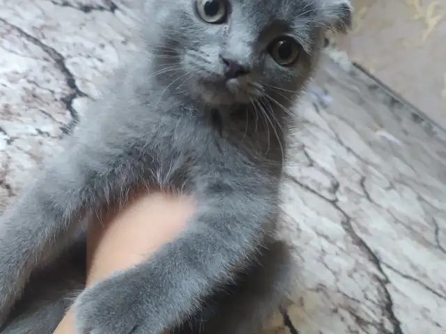 Шотландский вислоухий котенок, Худжанд