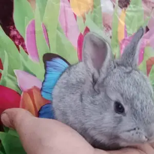Харгушча 9км, Душанбе