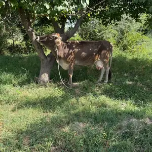 Гов, Бохтар (Курган-Тюбе)