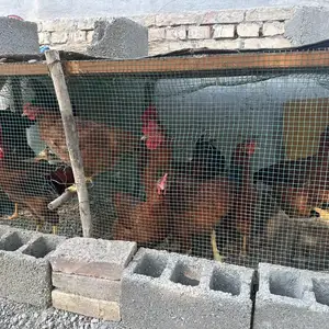 Мург, Худжанд