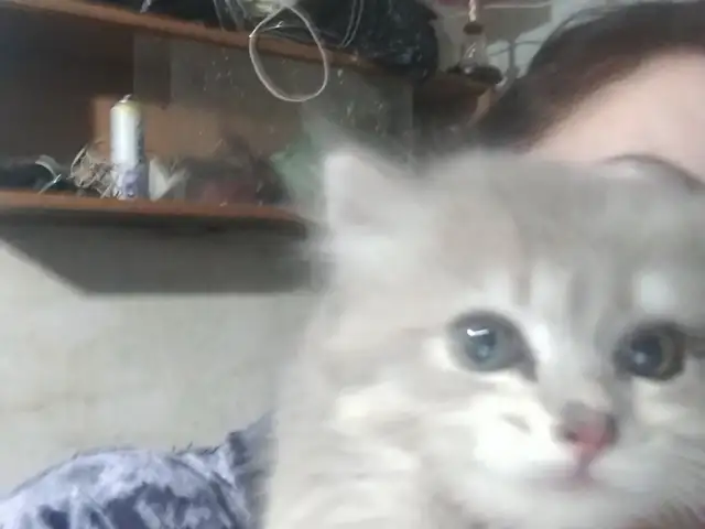 Кот Сибирский, Душанбе