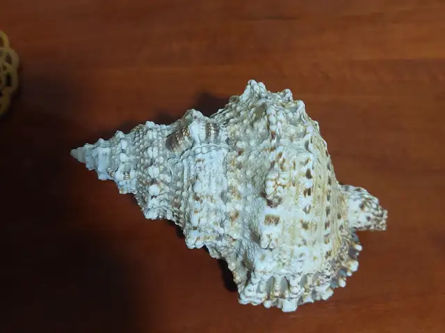 Морские ракушки, Худжанд