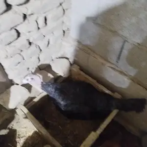 Индюк курк, Худжанд
