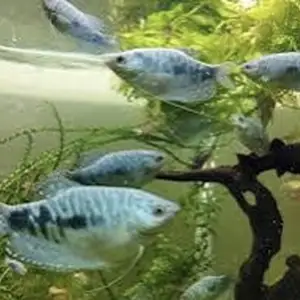 Рыбка Гурами Мраморный, Худжанд