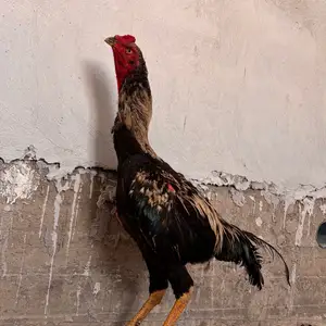 Дакан, Канибадам