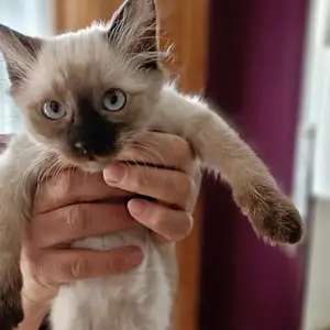 Сиамская Кошка, Душанбе
