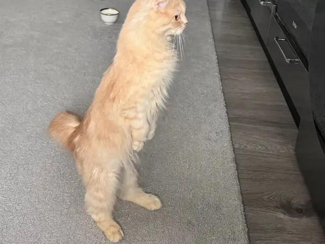 Кошка, Хуҷанд