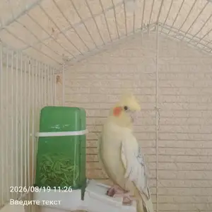 Попугай корелла, Душанбе