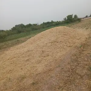 Кахи чав, Гиссар