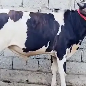Буқа, Душанбе