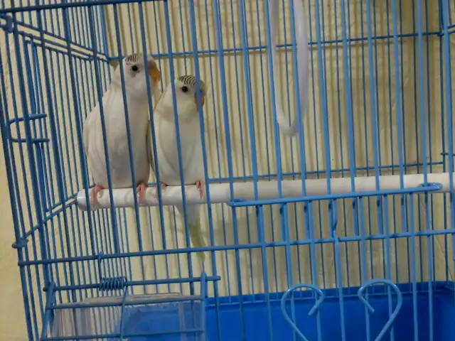 Попугай, Душанбе