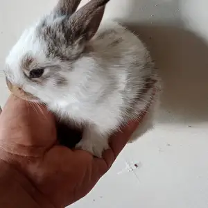 Харгушча, Душанбе