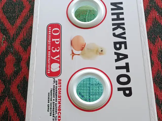 Инкубатор орзу, Спитамен
