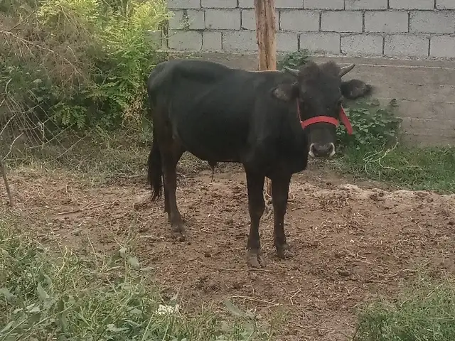 Бука, Хамадани