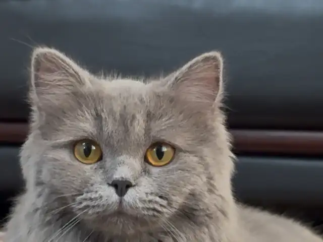 Британская кошка, Душанбе