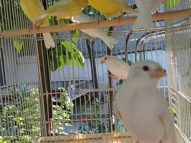 Канарейка чуча, Душанбе