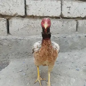 Курица мокиён, Худжанд
