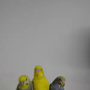 Попугаи, Душанбе