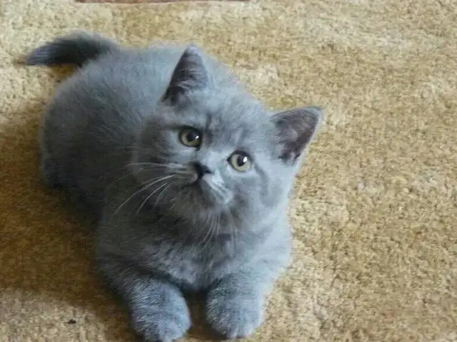 Шотландский котенок, Душанбе