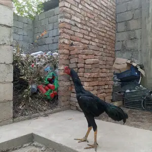 Дакан, Варзоб